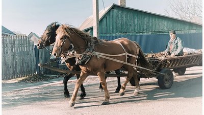 На Рівненщині шукають коней поліської породи. Хто та чому це робить На Рівненщині шукають коней поліської породи. Хто та чому це робить
