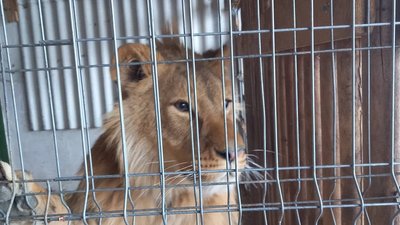 Лева з прикарпатського села Старуня перевезуть у притулок на Київщині