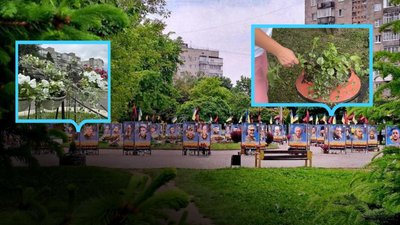 Декоративні рослини, Алеї Героїв, Калуш, кущі
