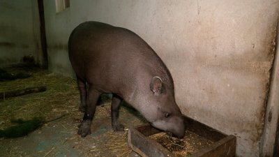 У зоопарку Рівного закликають купувати квитки онлайн, аби допомогти тваринам У зоопарку Рівного закликають купувати квитки онлайн, аби допомогти тваринам