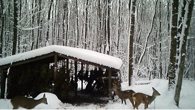 їжа для тваринок їжа для тваринок