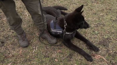 собачки собачки