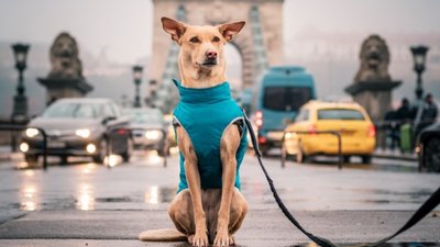 Собака-мандрівниця об'їздила 30 країн світу. СУСПІЛЬНЕ | ВІДЕОНОВИНИ