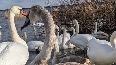 Лебедина зимівля: водойма на межі Рівненської і Хмельницької областей щороку збирає птахів-мігрантів Лебедина зимівля: водойма на межі Рівненської і Хмельницької областей щороку збирає птахів-мігрантів