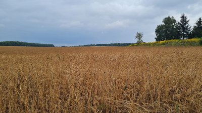 Поле для розмінування Поле для розмінування