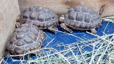 Подільський зоопарк уперше поповнився родиною шпороносних черепах Подільський зоопарк уперше поповнився родиною шпороносних черепах