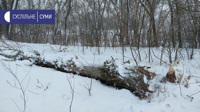 Наслідки дії шквального вітру в Сумах (ФОТОРЕПОРТАЖ)