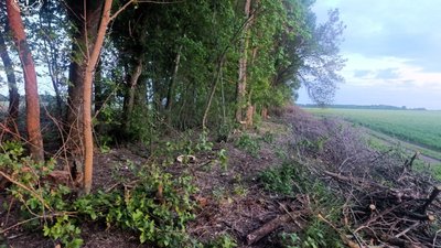 На Полтавщині чоловіків підозрюють у незаконній порубці дерев на майже 3 мільйона гривень