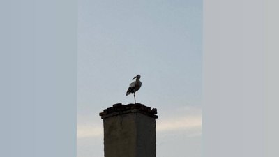 Лелека Остап на комині автовокзалу у Дунаївцях, що на Хмельниччині, архівне фото