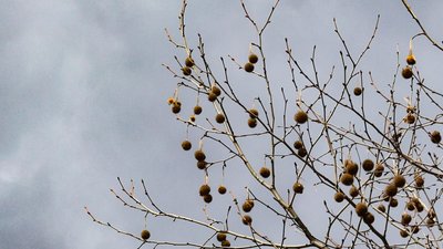 Херсонщина, платан, дерево, погода