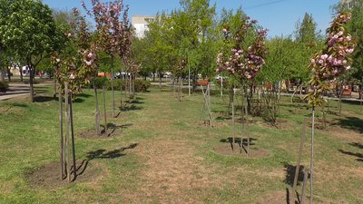 У Миколаєві квітнуть сакури У Миколаєві квітнуть сакури