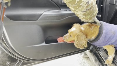 "З нею хоч у вогонь і воду": історія собаки-прикордонниці Дори та її власника "З нею хоч у вогонь і воду": історія собаки-прикордонниці Дори та її власника