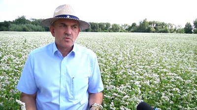 На Житомирщині збільшили посіви гречки На Житомирщині збільшили посіви гречки