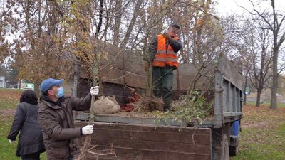 Метасеквоя, платан та акація: у Луцьку висадили нетипові дерева Метасеквоя, платан та акація: у Луцьку висадили нетипові дерева