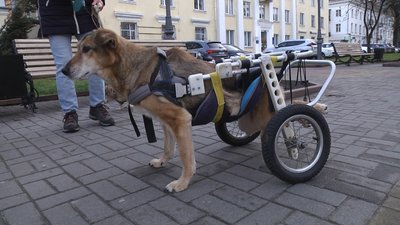 Інвалідний візочок для Лади коштував тисячу американських доларів Інвалідний візочок для Лади коштував тисячу американських доларів