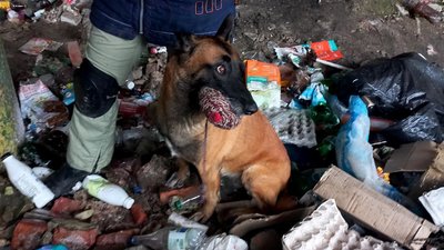 Міжнародні інструктори тренують собак у Роменському районі на Сумщині Міжнародні інструктори тренують собак у Роменському районі на Сумщині