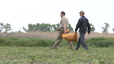 САДЯТЬ КАРТОПЛЮ НА ПОТРЕБИ ЛІКАРНІ