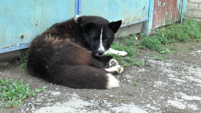 село Богородичне Донеччина відновлення жителі село Богородичне Донеччина відновлення жителі