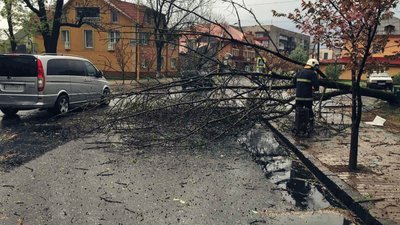 Вітер повалив дерева та знеструмив будинки на Закарпатті