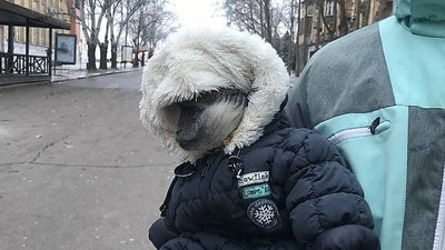 Фото з твариною. Правоохоронці передали мартишку до зоопарку Фото з твариною. Правоохоронці передали мартишку до зоопарку