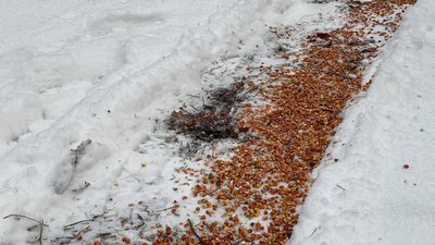 На Житомирщині батько та син взимку підгодовують диких тварин у лісі На Житомирщині батько та син взимку підгодовують диких тварин у лісі