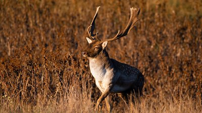Європейська лань, Тарутинський степ, Rewilding Ukraine