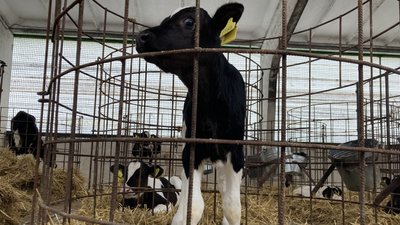 ферма у Хотімлі ферма у Хотімлі