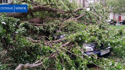 Буревій у Чернігові: дерева впали на 3 автівки. Фото, відео