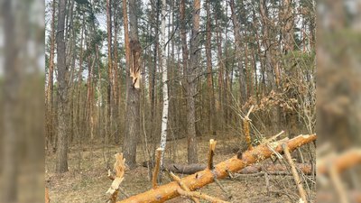 Батьки загинули, 10-річна дівчинка самотужки вибралася: подробиці падіння дерева на авто з людьми на Чернігівщині Батьки загинули, 10-річна дівчинка самотужки вибралася: подробиці падіння дерева на авто з людьми на Чернігівщині