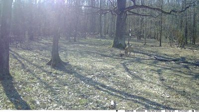 В лісах Житомирщини на порушників чатують фотопастки