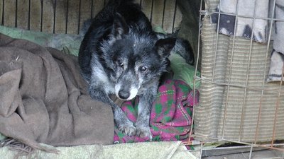 тварини притулок "Пес мокрий ніс" собаки їжа гроші допомога волонтери Добропілля Донецька область тварини притулок "Пес мокрий ніс" собаки їжа гроші допомога волонтери Добропілля Донецька область