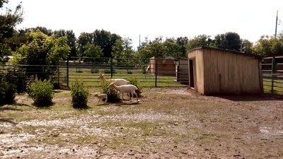 Поповнення у вінницькому зоопарку: у білих ланей народилося маля