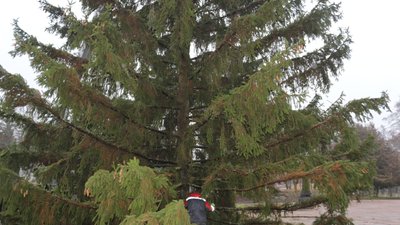 Заввишки 16 метрів: у Новгороді-Сіверському встановлюють головну ялинку громади Заввишки 16 метрів: у Новгороді-Сіверському встановлюють головну ялинку громади