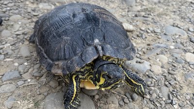 В Ужгороді шукають новий дім для 4-кілограмової черепахи