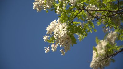 акація
