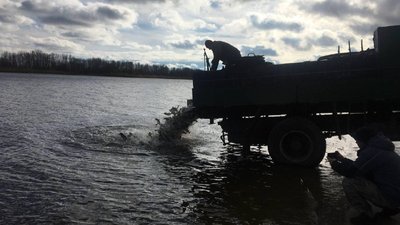 У черкаський Дніпро вдруге за сезон випустили мальків товстолоба У черкаський Дніпро вдруге за сезон випустили мальків товстолоба
