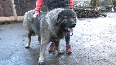 Вівчарка Максим Вівчарка Максим