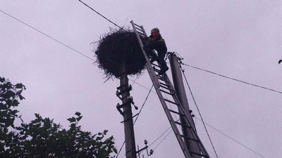 На Львівщині рятувальники врятували лелеченя, яке випало із гнізда