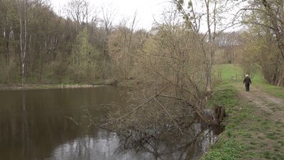 У водоймі на Черкащині знайшли рідкісний вид жаб У водоймі на Черкащині знайшли рідкісний вид жаб