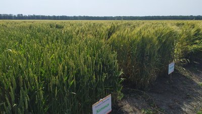 У Созонівці на Кіровоградщині відбувається міжнародна агро-виставка "День поля"