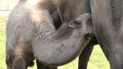 "Дикий ще, не підійдеш до нього": у Луцькому зоопарку народилось перше верблюжа "Дикий ще, не підійдеш до нього": у Луцькому зоопарку народилось перше верблюжа