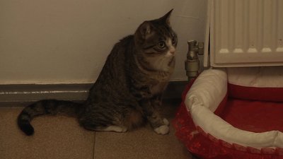 Притулок для тварин Одеса