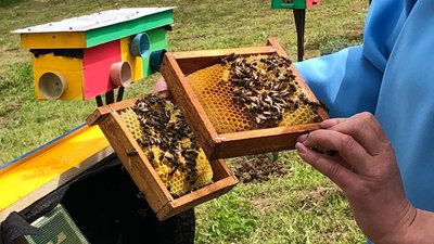 Карпатську бджолу розмножують пасічники із Загаття на Закарпатті Карпатську бджолу розмножують пасічники із Загаття на Закарпатті