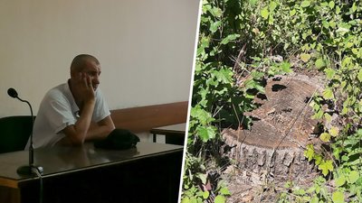 суд спиляні дерева