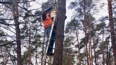 Нові "домівки" для птахів: у Києві розвішують шпаківні Нові "домівки" для птахів: у Києві розвішують шпаківні