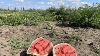 Секрет кавуна — сонце, земля, повітря. Як вродили баштанні цьогоріч та де скуштують херсонські кавуни Секрет кавуна — сонце, земля, повітря. Як вродили баштанні цьогоріч та де скуштують херсонські кавуни
