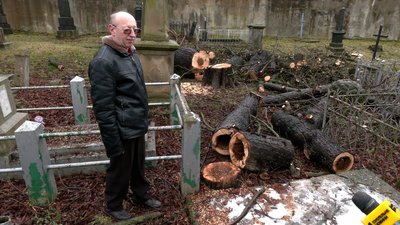 У Рівному на кладовищі Грабник зрізали вікові дерева У Рівному на кладовищі Грабник зрізали вікові дерева