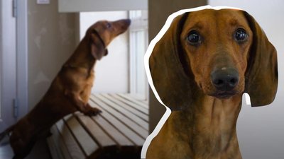 "З вадою не потрібен". Історія Сільвера, покинутого собаки з харківського притулку