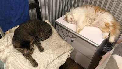 24 коти та кішки. Зооволонерка з Дніпра евакуйовує своїх чотирилапих підопічних 24 коти та кішки. Зооволонерка з Дніпра евакуйовує своїх чотирилапих підопічних