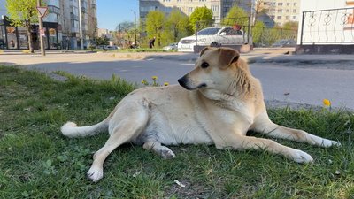 Собака Пашка щоранку "співає" Гімн України